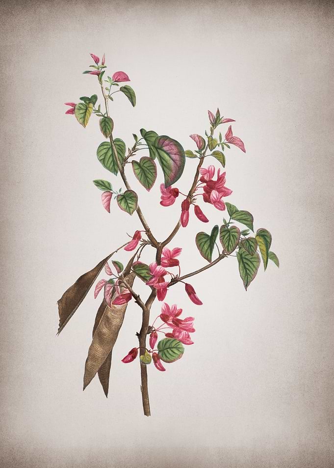 Vintage Judas Tree