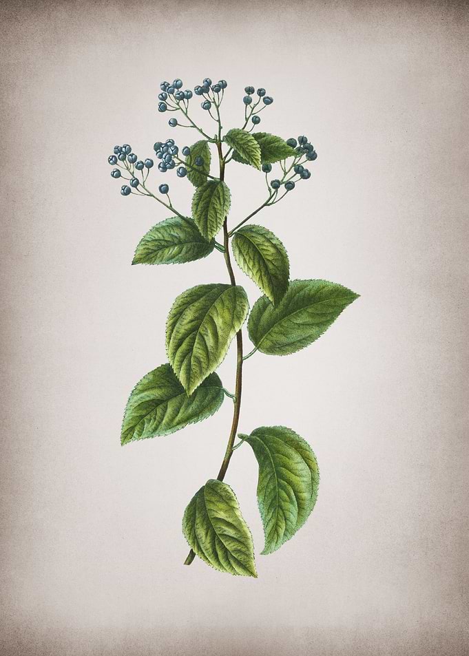 Vintage New Jersey Tea