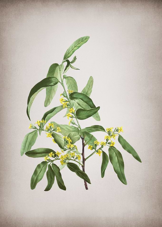 Vintage Russian Olive
