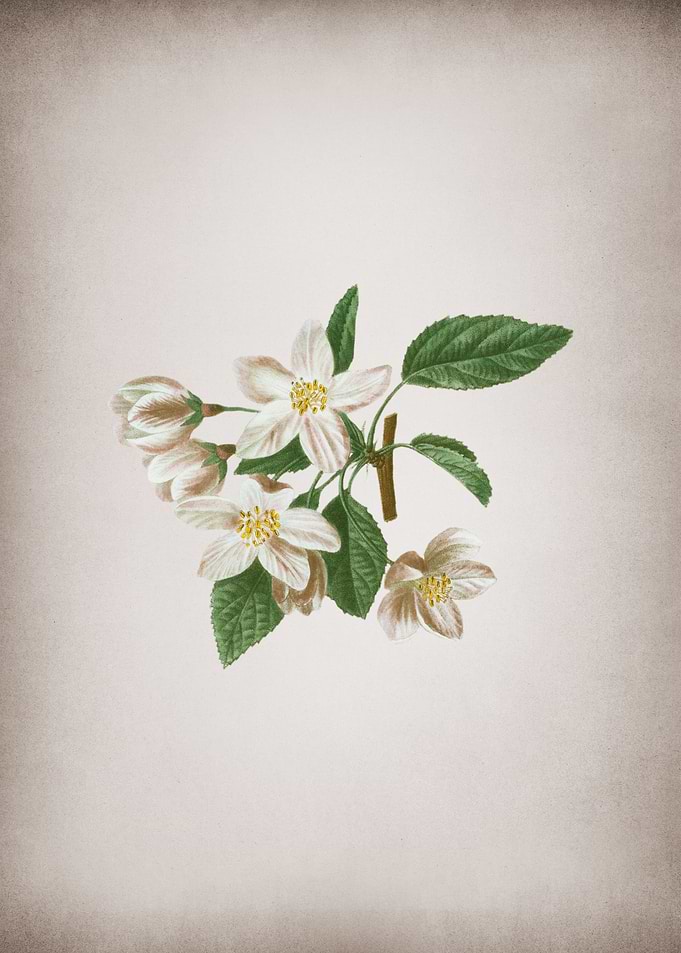 Vintage Crabapple