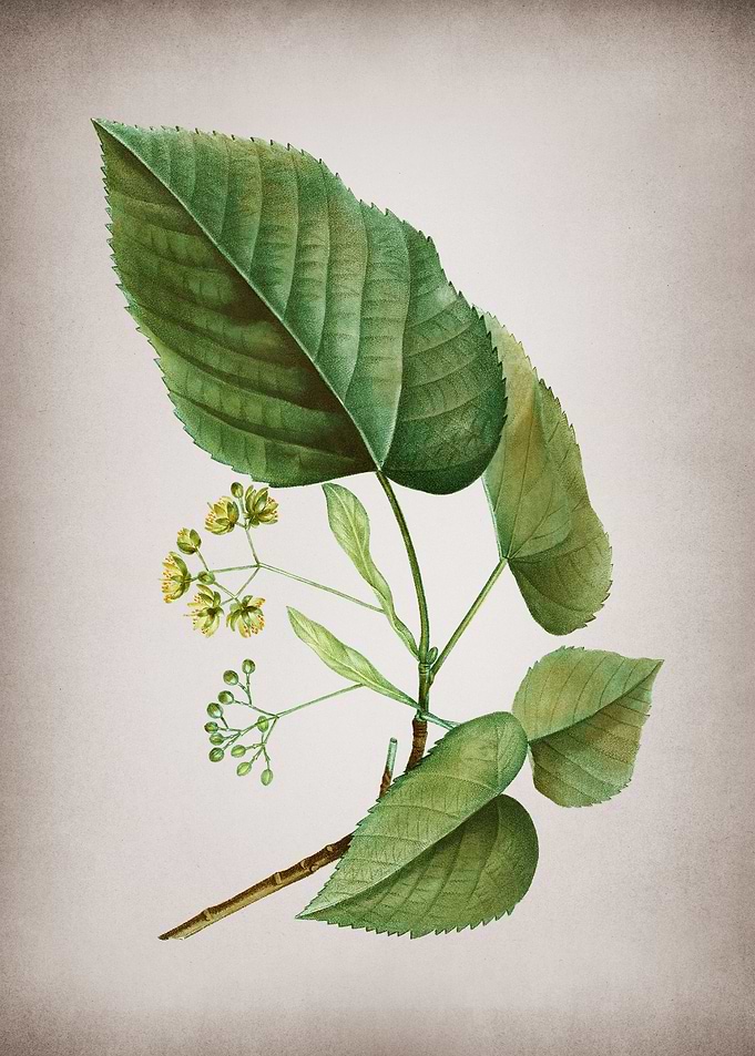 Vintage Linden Tree