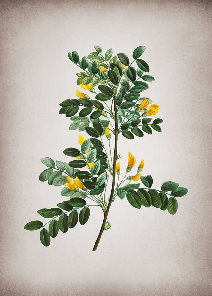 Vintage Siberian Pea Tree