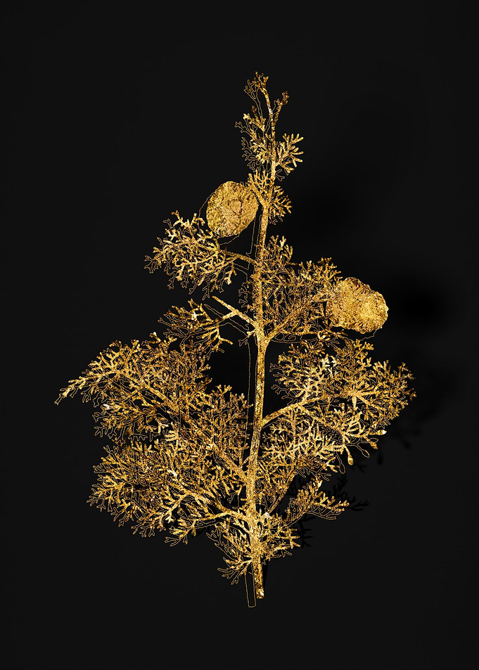 Gold Botanical on Black