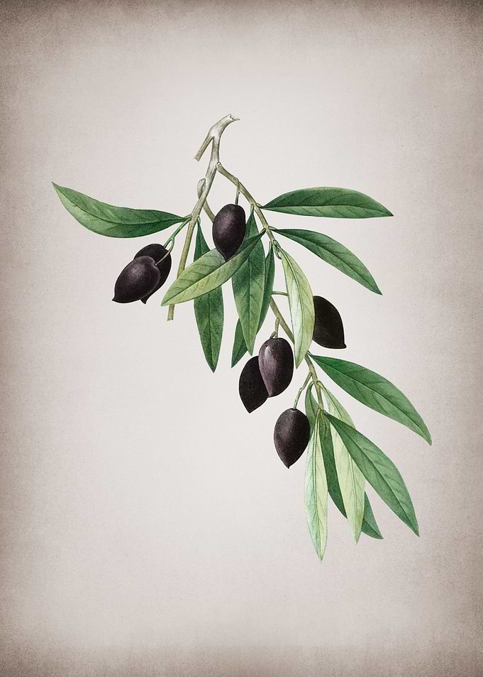 Vintage Olive Tree Branch