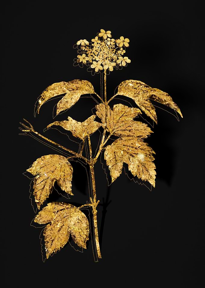 Gold Flora on Black