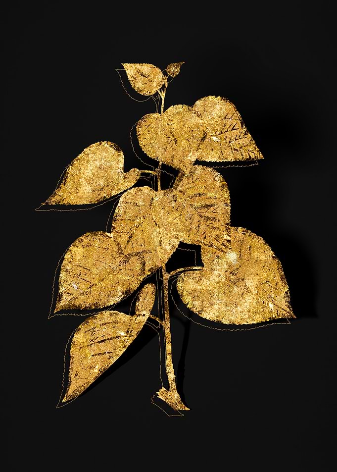 Gold Botanical on Black