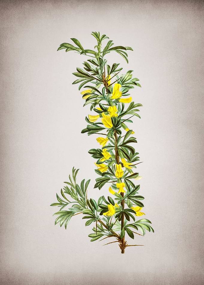 Vintage Caragana Spinosa