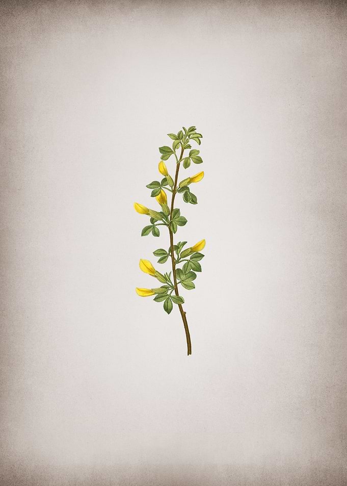 Vintage Common Cytisus