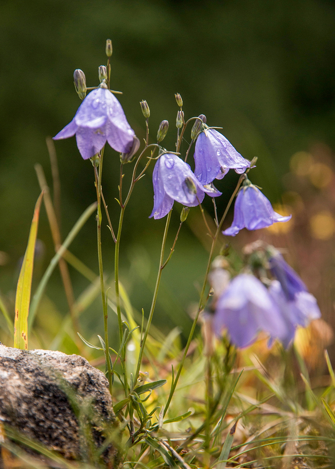 Harebell