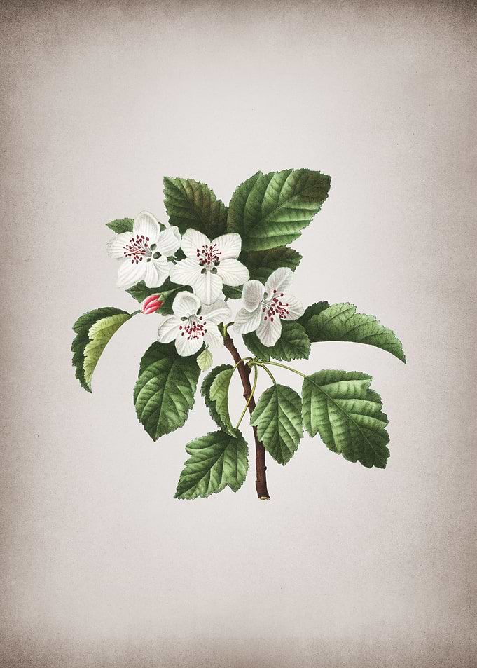 Vintage Sweet Crabapple