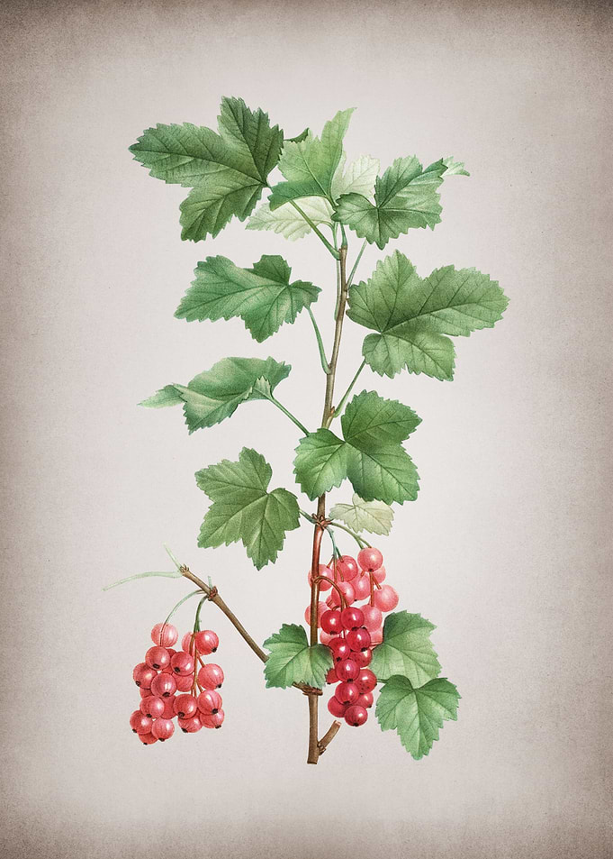Vintage Redcurrant Plant