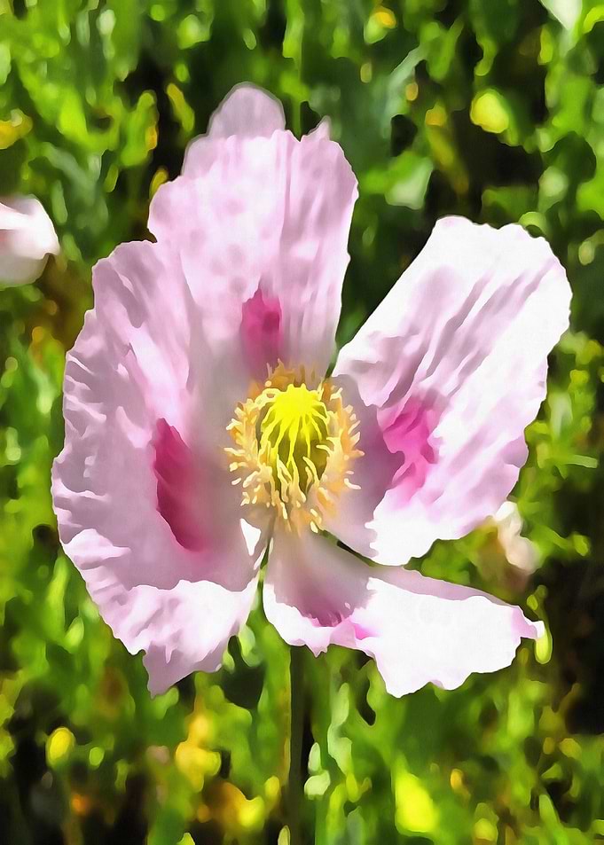 Papaver Somniferum Poppy