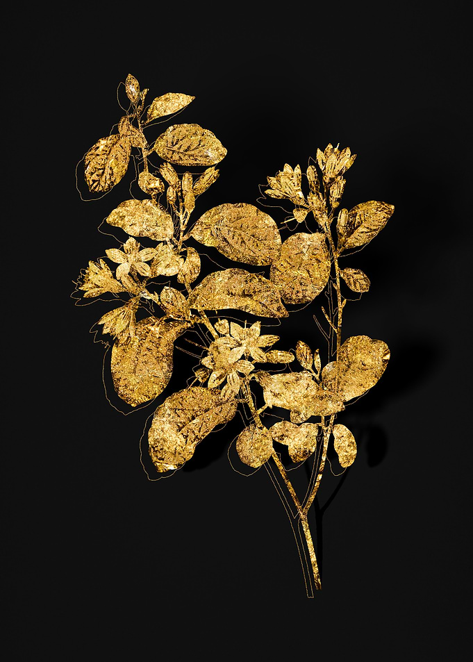 Gold Flora on Black