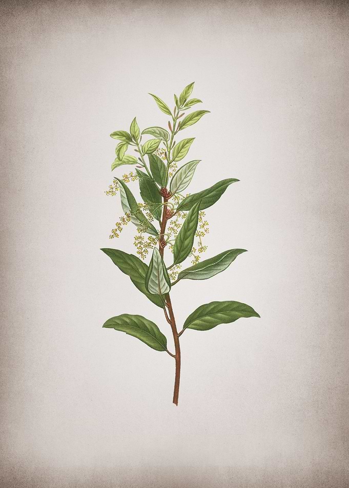Vintage Evergreen Oak