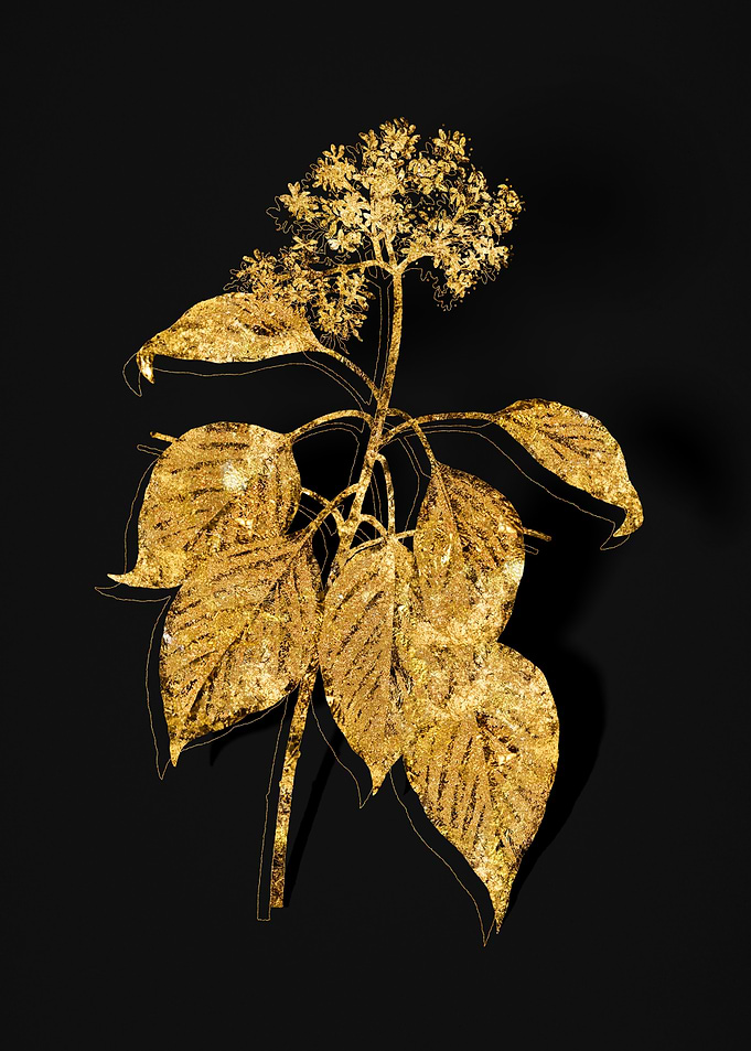 Gold Botanical on Black