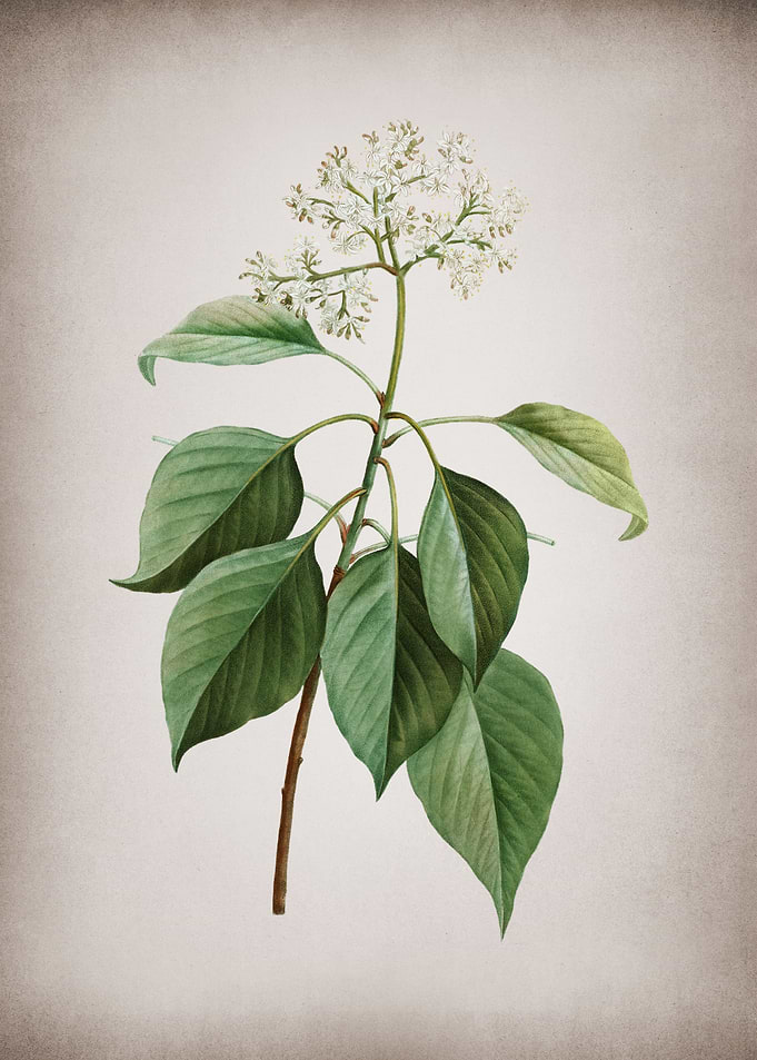 Vintage Pagoda Dogwood