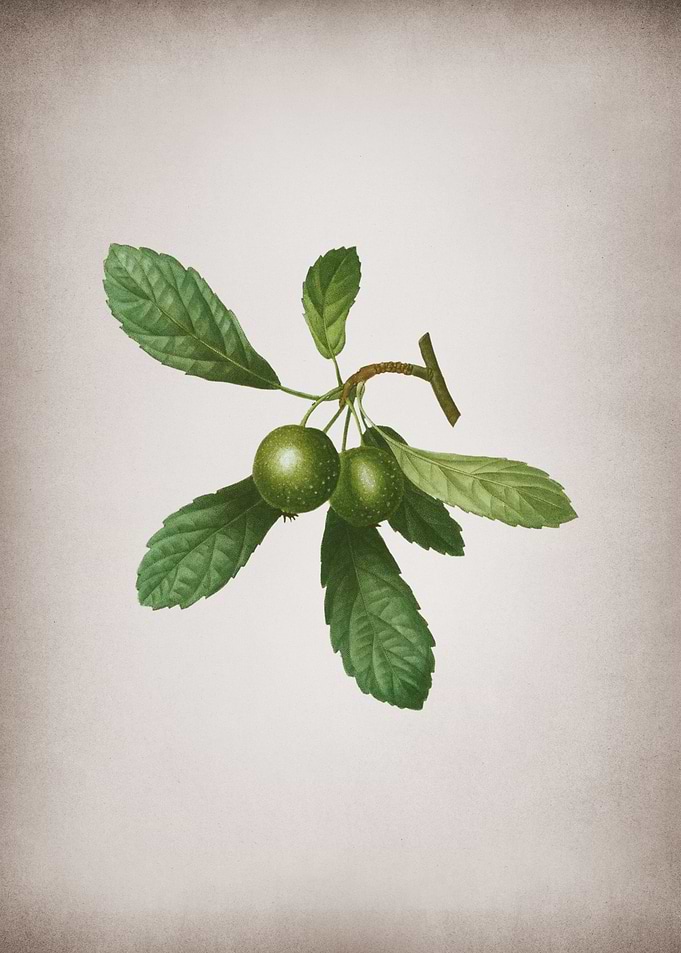Vintage Crabapple