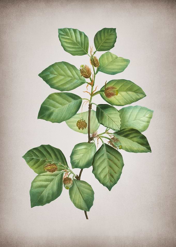 Vintage European Beech