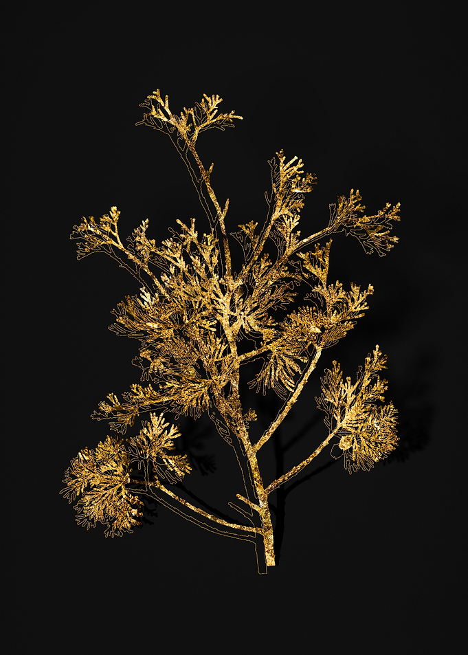 Gold Flora on Black