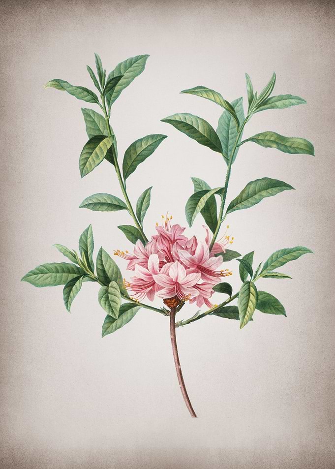 Vintage Blooming Azalea