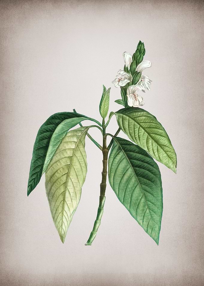 Vintage Malabar Nut