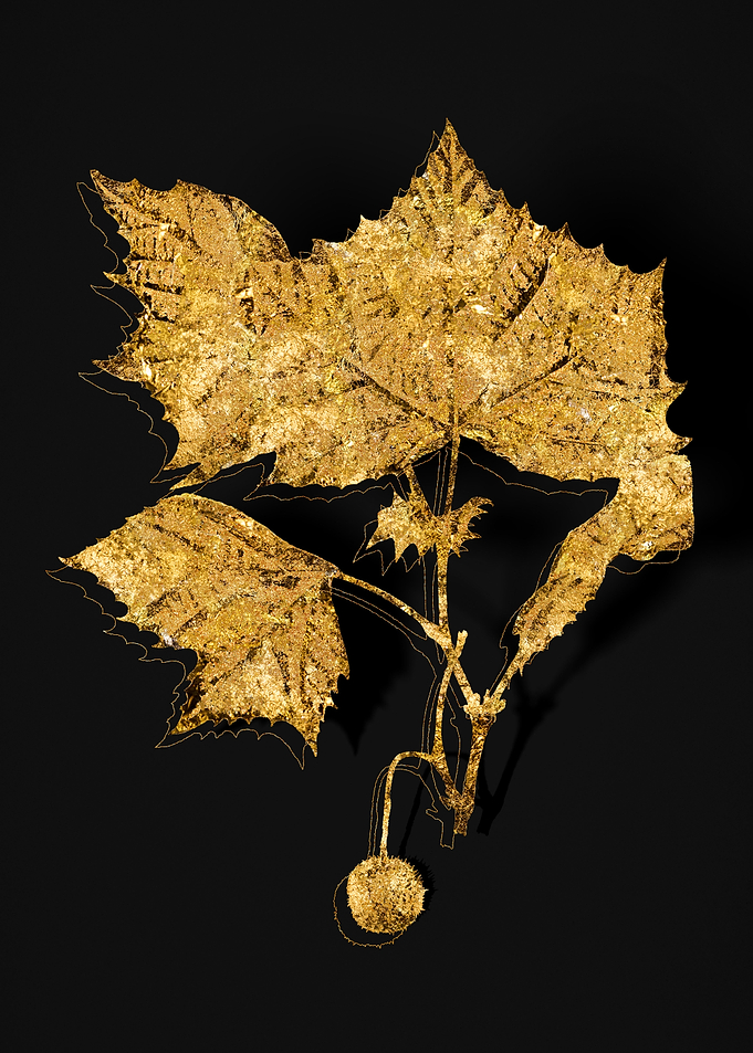 Gold Flora on Black