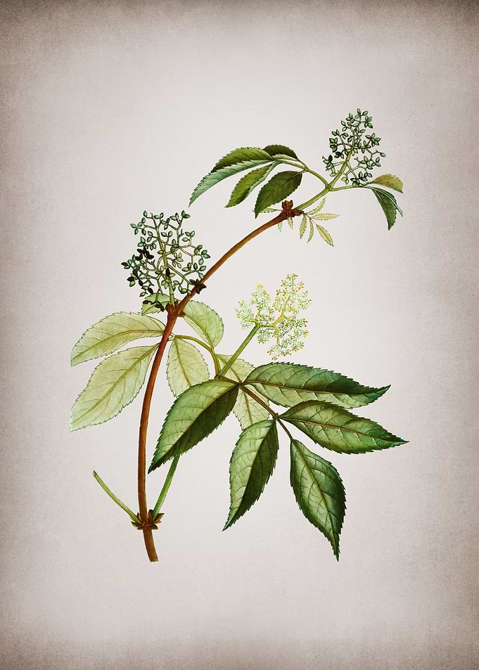 Vintage Red Elderberry