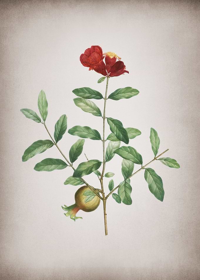 Vintage Pomegranate Branch
