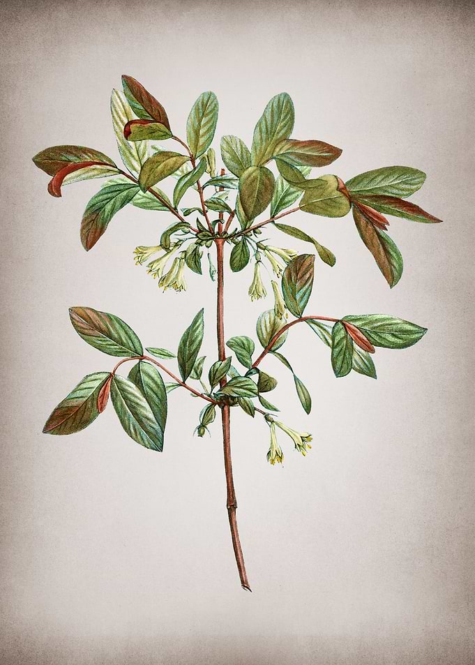 Vintage Honeyberry Flower