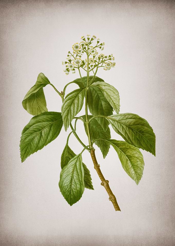 Climbing Hydrangea