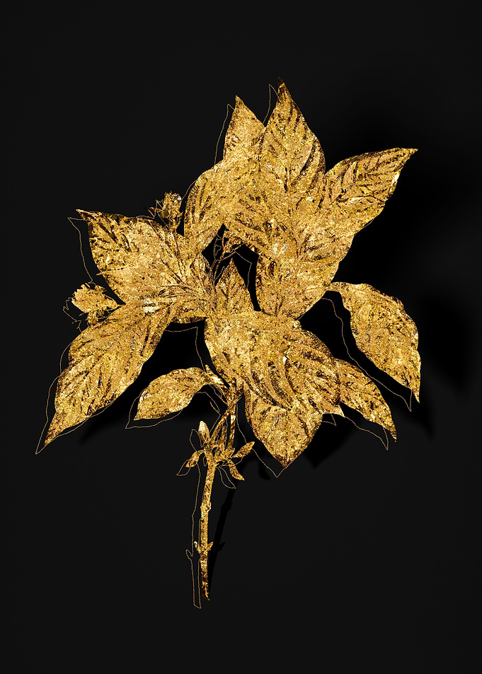Gold Flora on Black
