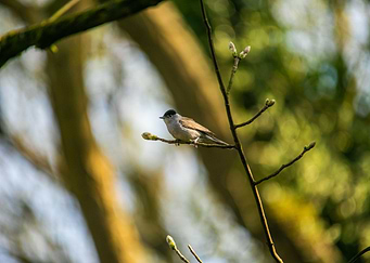 Blackcap
