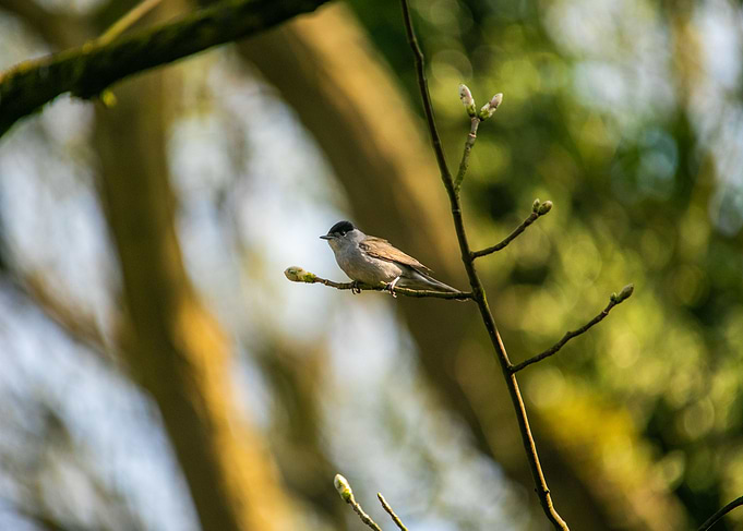 Blackcap