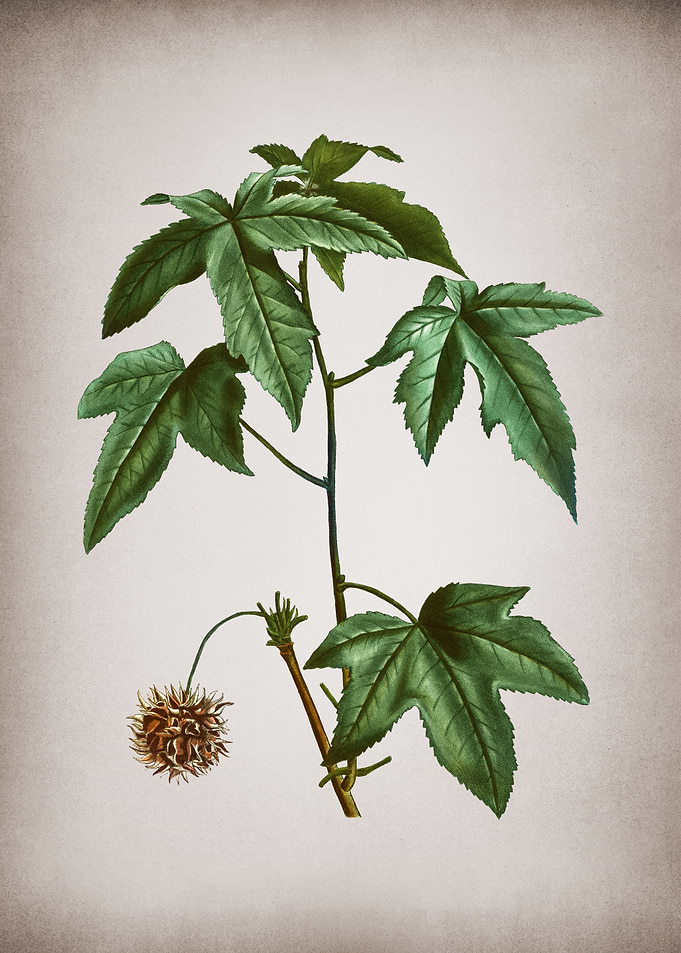 Vintage Sweetgum