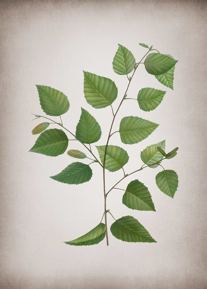 Vintage Paper Birch