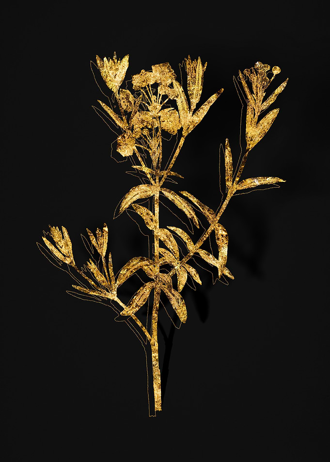 Gold Botanical on Black