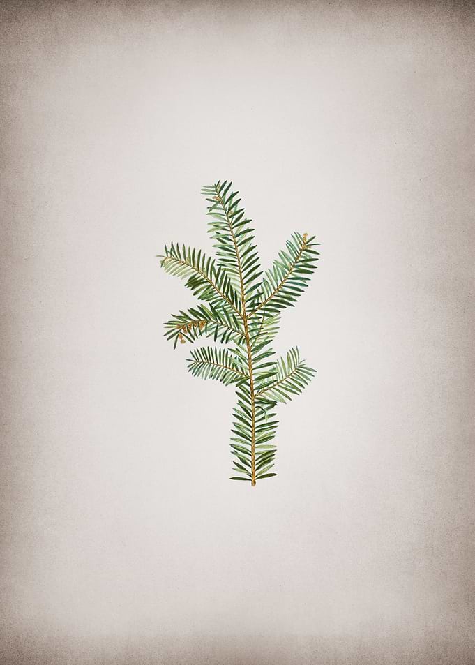 Vintage English Yew Branch