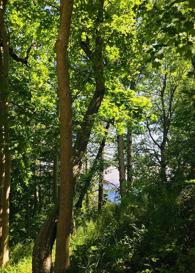 Forest Spring Green Light
