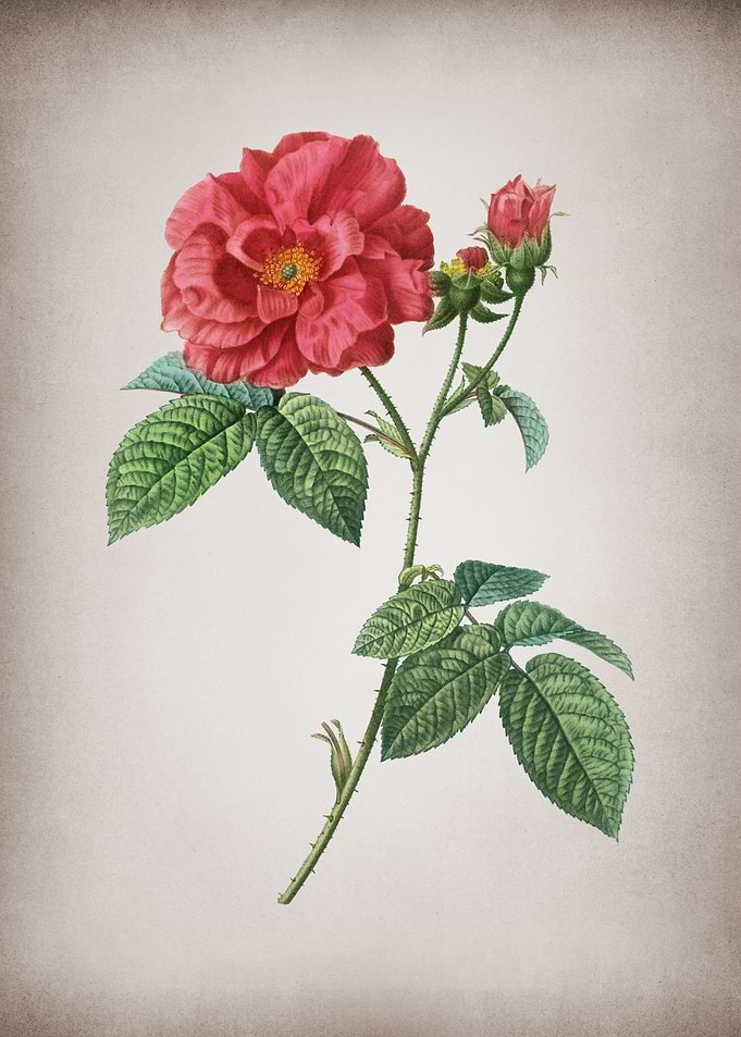 Vintage Apothecary Rose