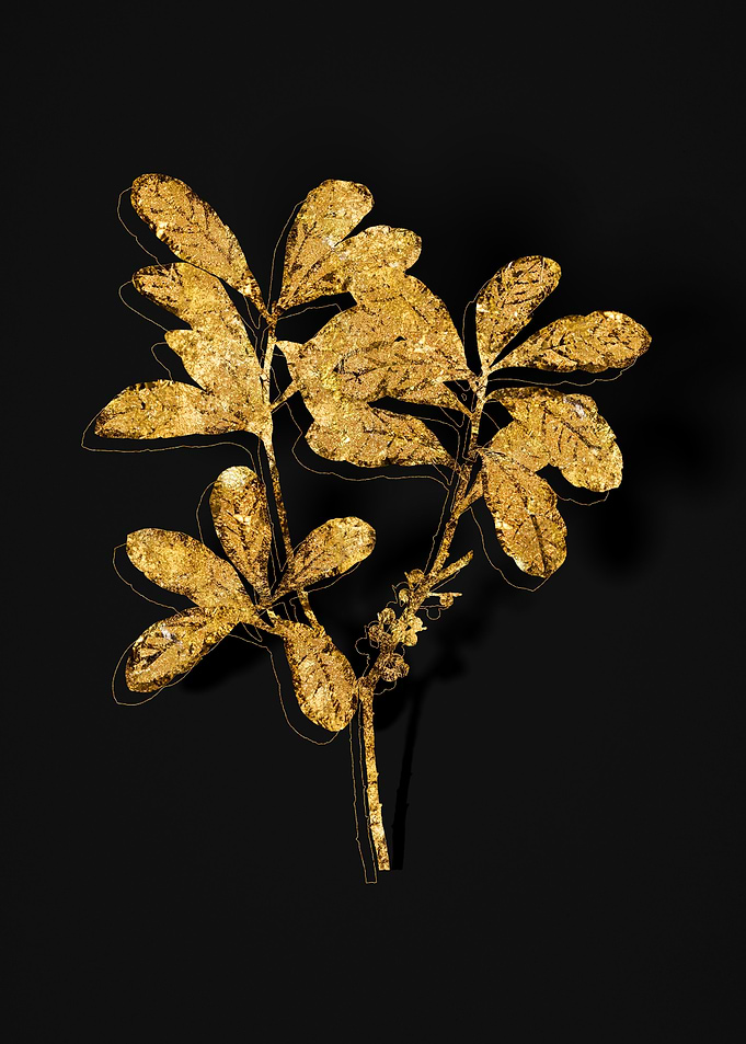 Gold Botanical on Black
