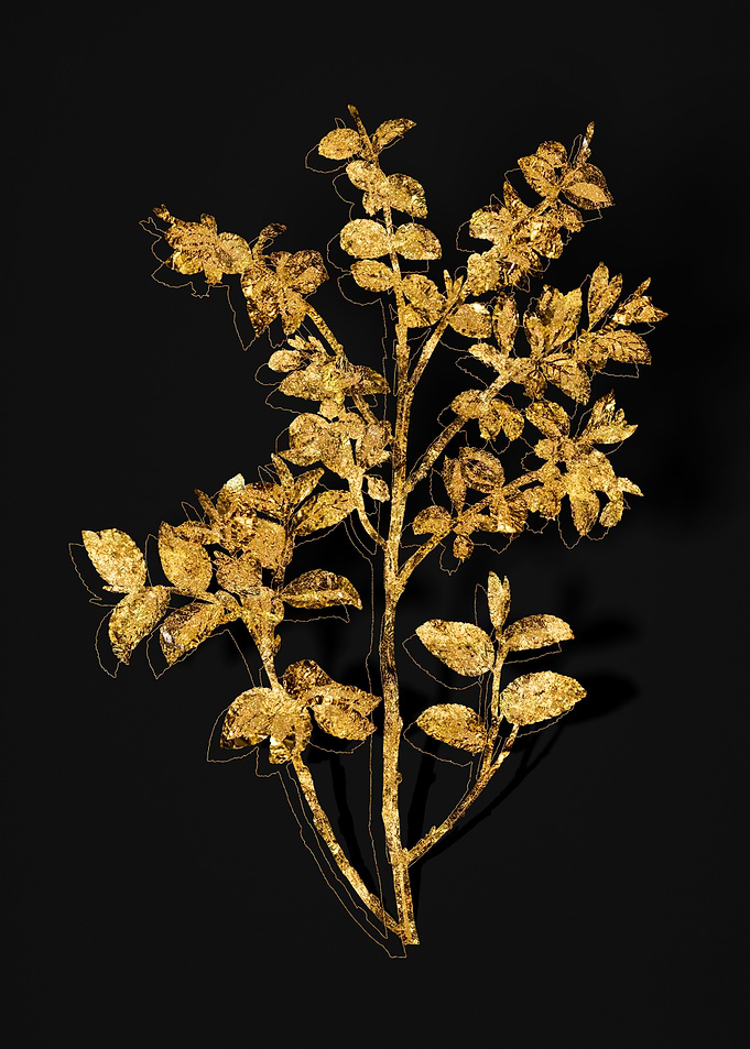 Gold Flora on Black