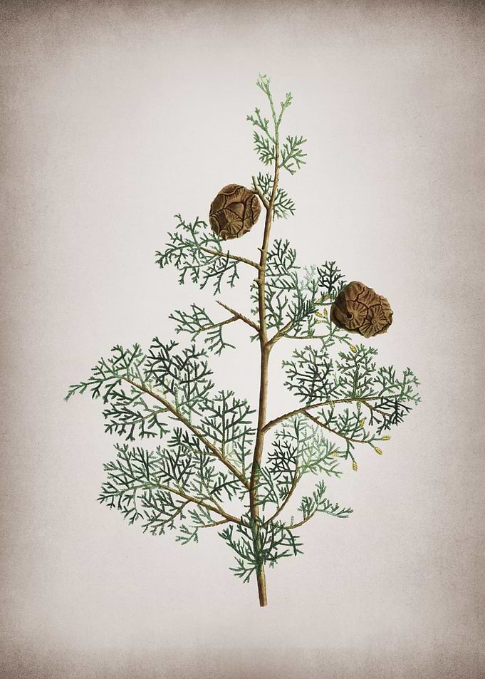 Mediterranean Cypress