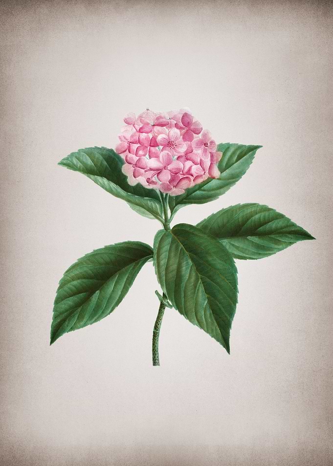 Vintage French Hydrangea