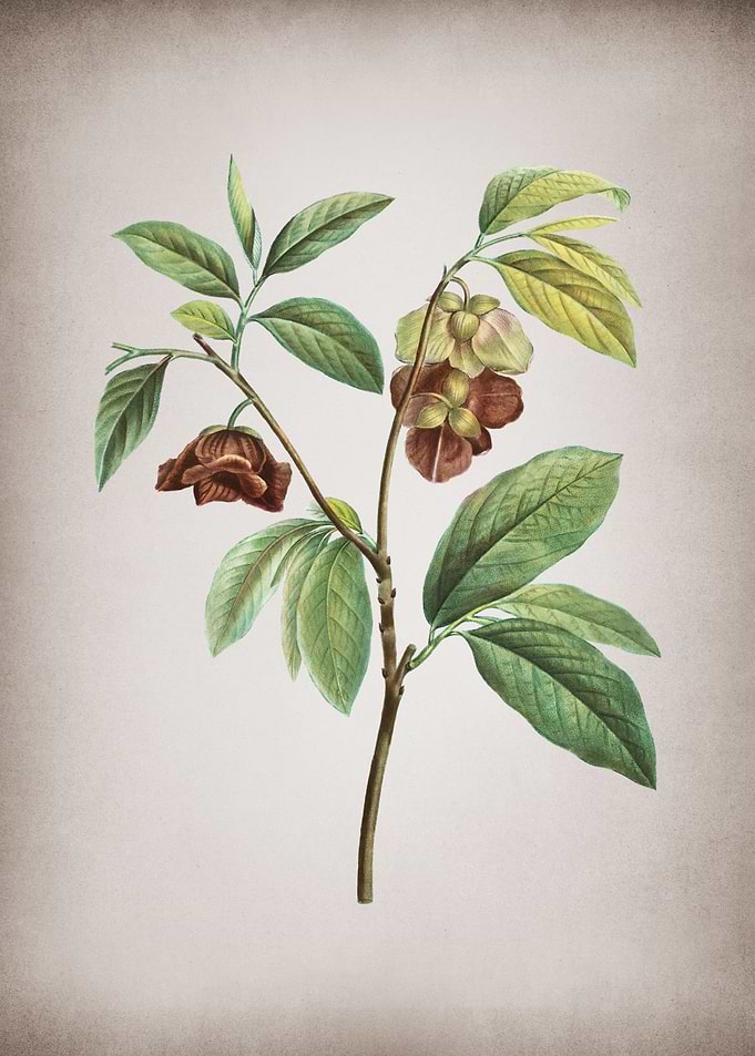 Vintage Papaw Tree Branch
