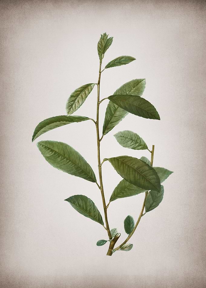 Vintage Grey Willow