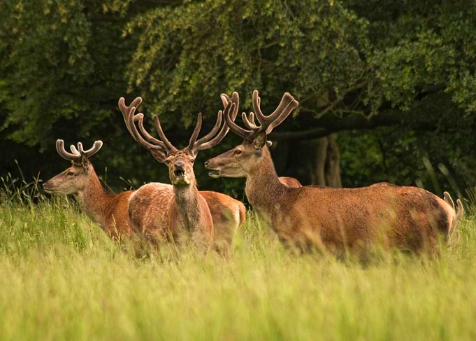 Grazing deer