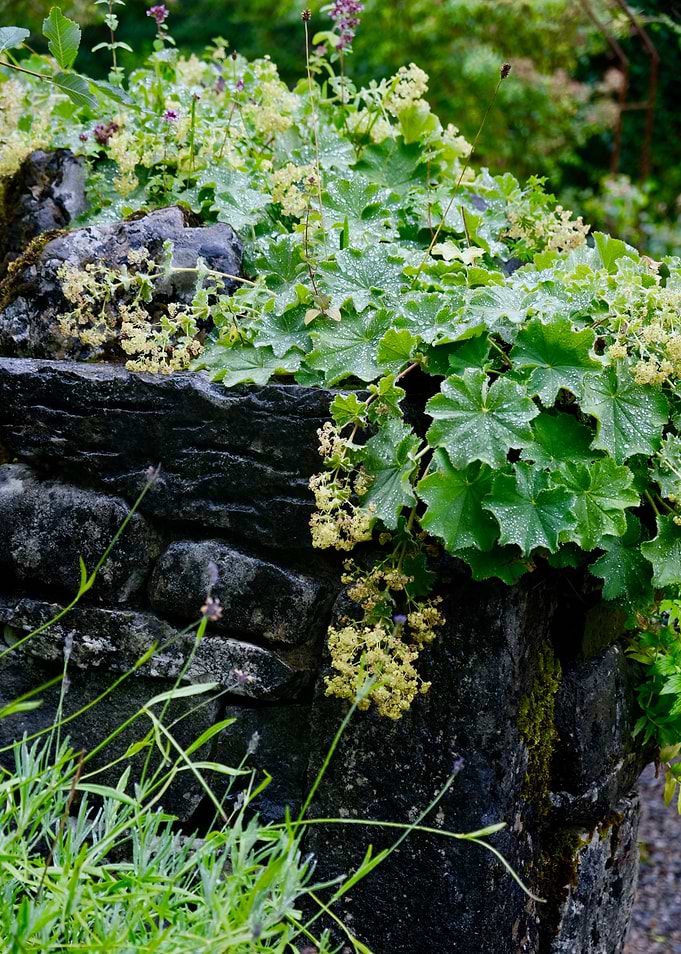 Burren Perfumery Garden