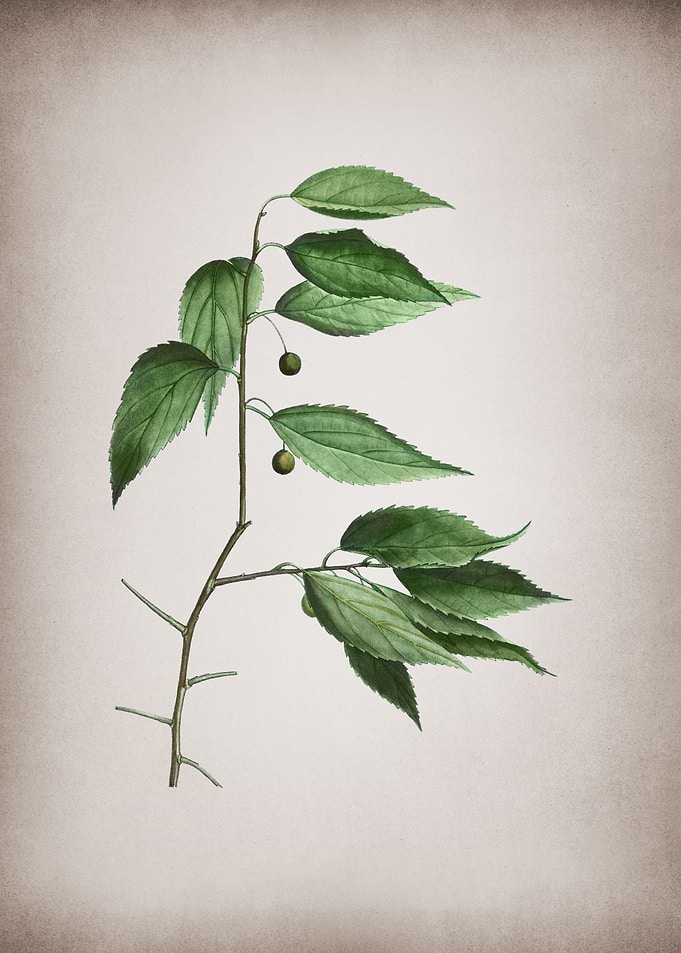 Vintage European Nettle