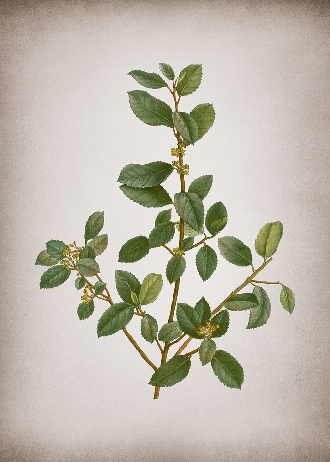 Vintage Italian Buckthorn