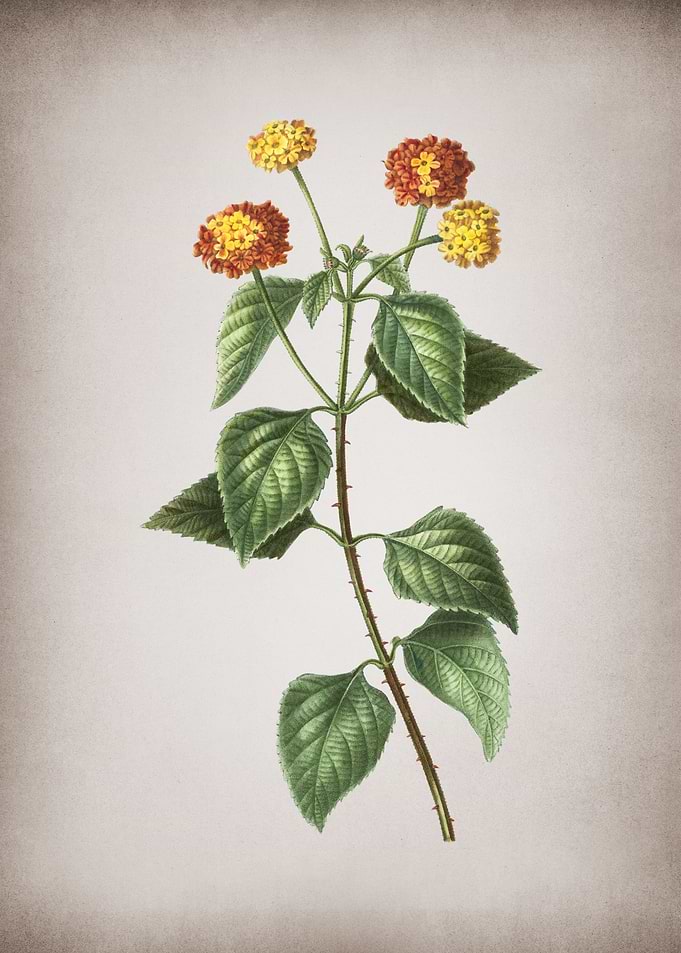 Vintage Tickberry